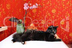 Black cat on background of red wallpaper