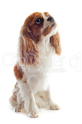 cavalier king charles