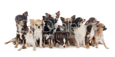 group of chihuahuas