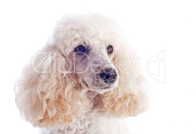 poodle