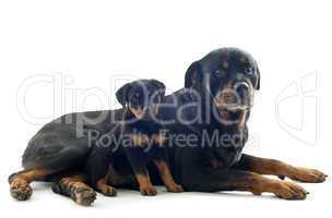 rottweilers