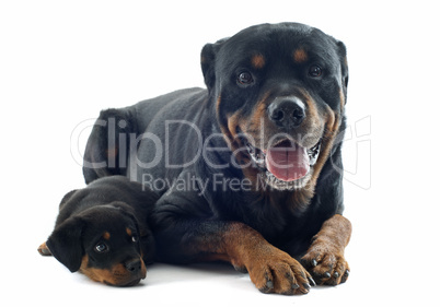 rottweilers