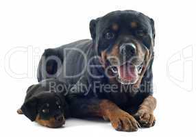 rottweilers