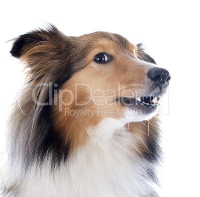 shetland dog