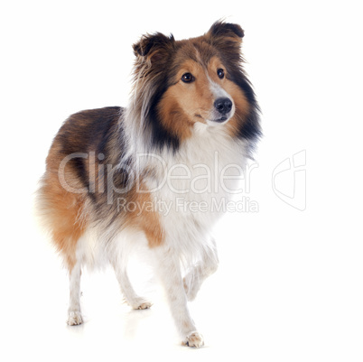 shetland dog