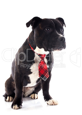 staffordshire bull terrier with tie