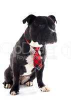 staffordshire bull terrier with tie