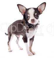 puppy chihuahua