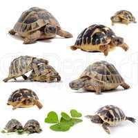 group of Tortoises