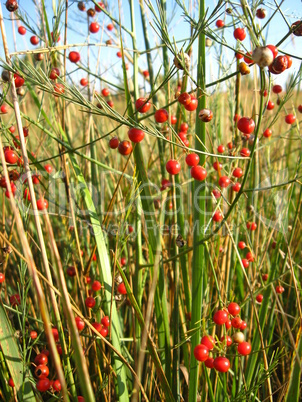 Beautiful plant of asparagus officinalis