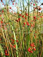 Beautiful plant of asparagus officinalis