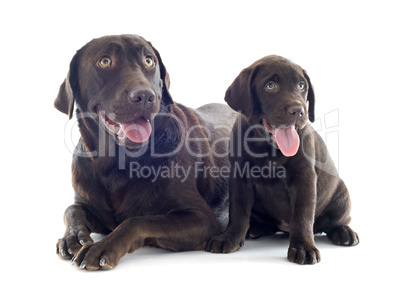 labrador retriever, adult and puppy