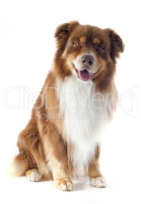 australian shepherd