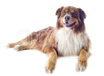 australian shepherd