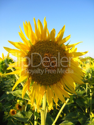 beautiful yellow  sunflower