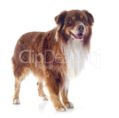 australian shepherd