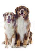 australian shepherds