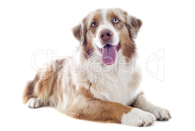 australian shepherd