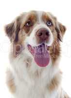 australian shepherd