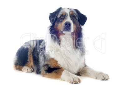 australian shepherd