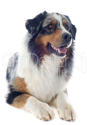 australian shepherd