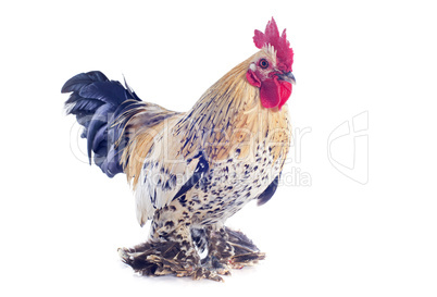 bantam rooster