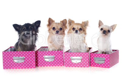 four chihuahuas