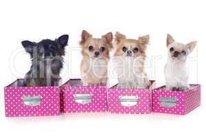 four chihuahuas