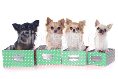 four chihuahuas