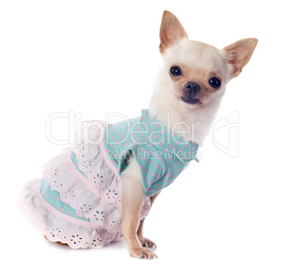 puppy chihuahua dressed