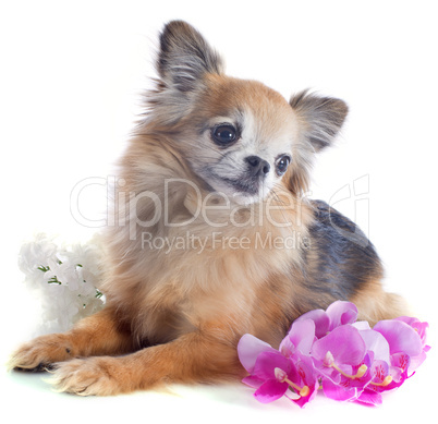 senior chihuahua