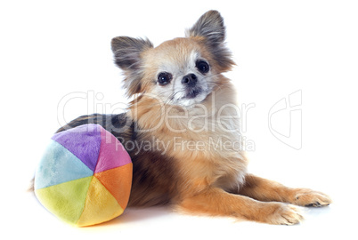 chihuahua and ball