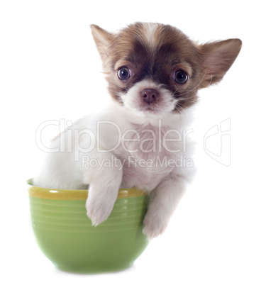 puppy chihuahua in a cup