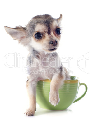 puppy chihuahua in a cup