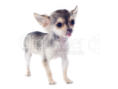 puppy chihuahua