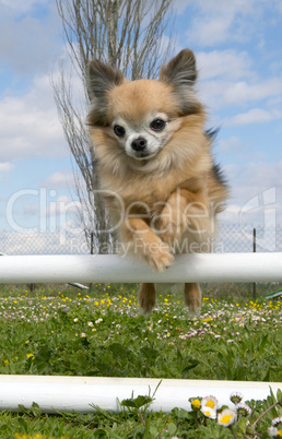 jumping chihuahua