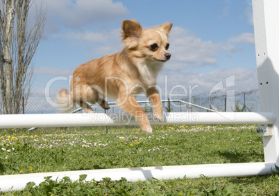 jumping chihuahua