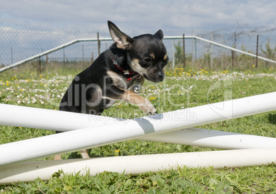 jumping chihuahua