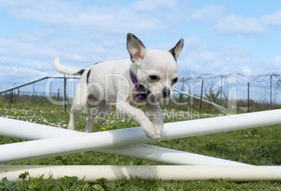 jumping chihuahua