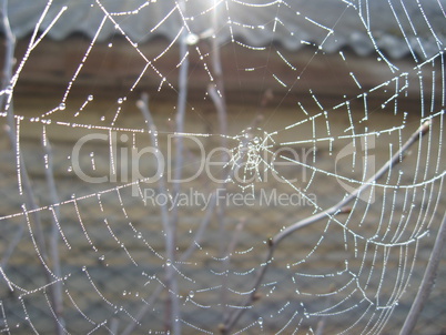 spider's web with morning dew