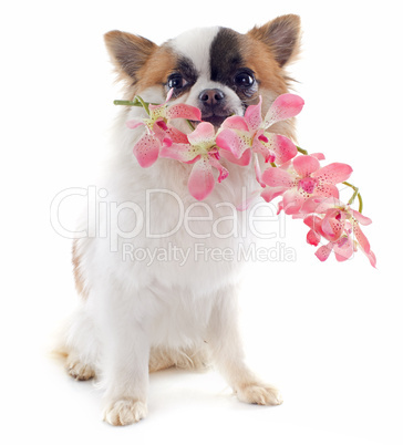 puppy chihuahua and flower