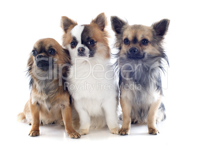 three chihuahuas