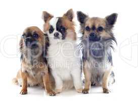 three chihuahuas