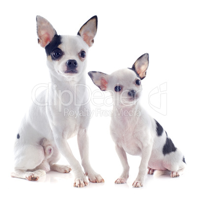 puppy and adult chihuahua