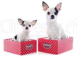 two chihuahuas