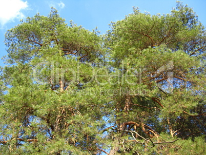 Branches of a young pine