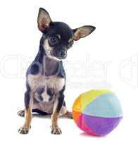 puppy chihuahua and ball