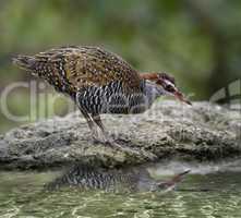 Buff-Banded Rail Bird