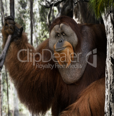 Orangutan Portrait