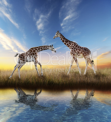 Two Giraffes At Sunset